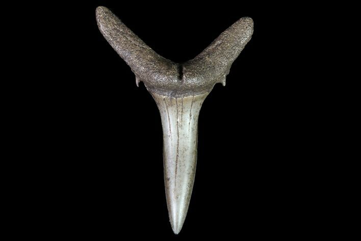 Fossil Sand Tiger Shark Tooth - Georgia #74868